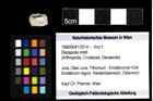 Foto (Objekt + Etiketten) von Decapoda indet. 